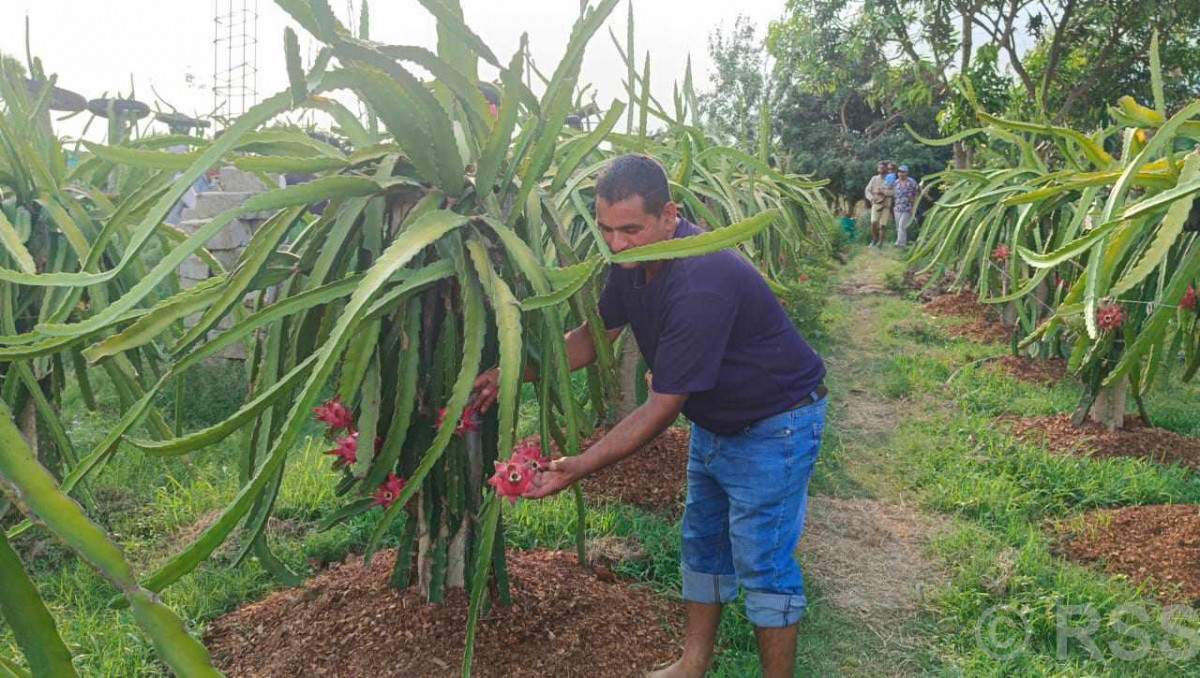 ‘ड्रागन’खेतीबाट प्रशस्त आम्दानी गदै ढकाल