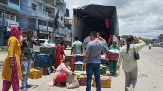 सुनसरीमा आँप उत्पादन  घट्यो