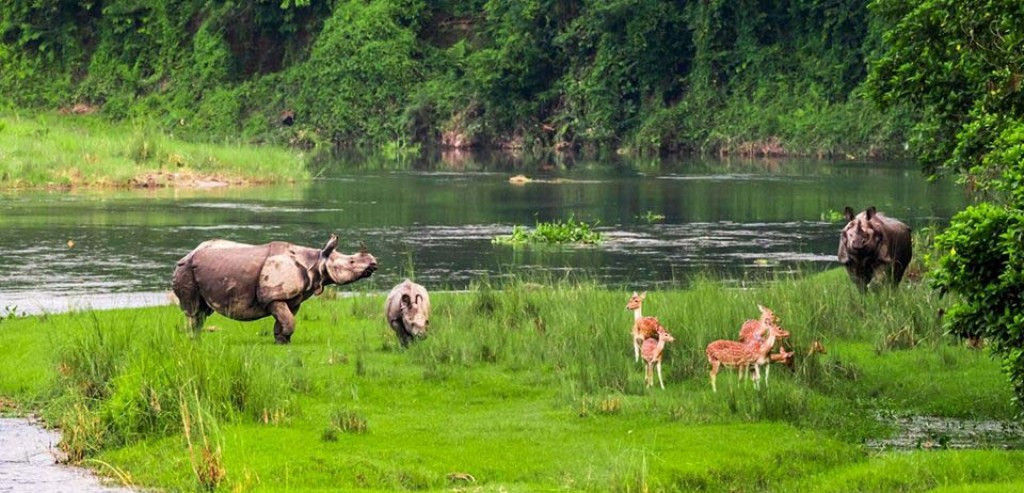 चितवन राष्ट्रिय निकुञ्जका लागि बजेट अपर्याप्त, दुर्लभ वन्यजन्तु संरक्षणमा चुनौती