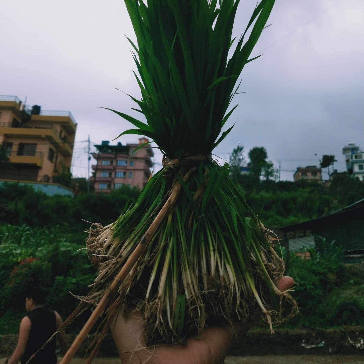 देशभर ६७.३ प्रतिशत रोपाइँ