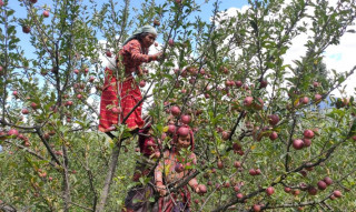 भदौ ५ अगावै स्याउ नटिप्न आग्रह