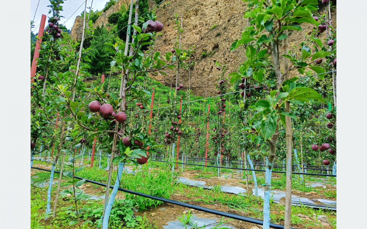 मुुस्ताङका बगैँचामा लटरम्म स्याउ