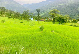 धानखेतको हरियाली