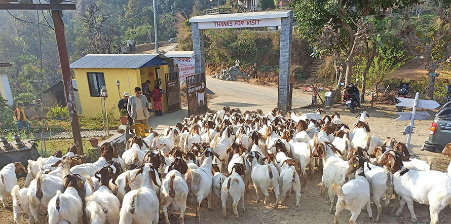 बोयर बोका र खरी जातको बाख्राको माग बढ्यो