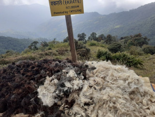 बिक्री हुन छाड्यो ऊन, चिन्तित छन् किसान