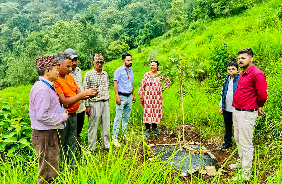 बाँदरले हैरान बनाएपछि पर्वतका किसान ओखरखेतीमा लागे