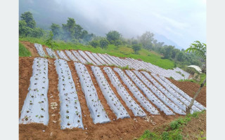 तनहुँमा पनि स्ट्रबेरीखेती