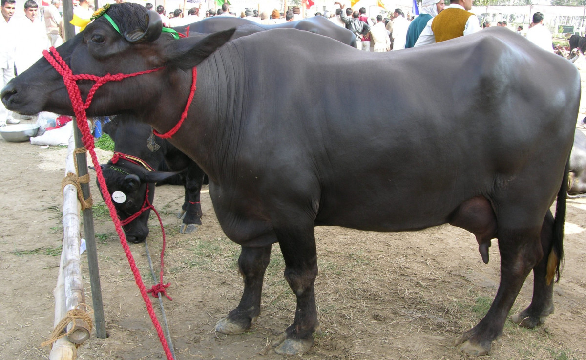 एक लाख बढी पशुलाई खोरेत रोगको खोप