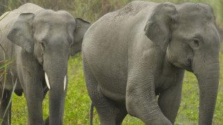 जङ्गली हात्तीले पाक्नै लागेको धानबाली खान थालेपछि समस्या