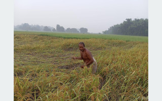 सुनसरीमा किसान भन्छन् : ‘यसपटकको दसैँ दशा भएर आयो’