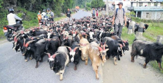 भेडा, च्यांग्रा खर्कमा हुर्किएकाले स्वस्थ छन्, मासुखान समस्या छैन : पशु चिकित्सक