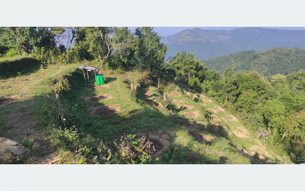 सुन्तलाखेतीतर्फ आकर्षण बढ्दै