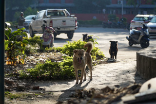 सिहंदरबारभित्रका बेवारिसे कुकुरहरु (फोटोफिचर)