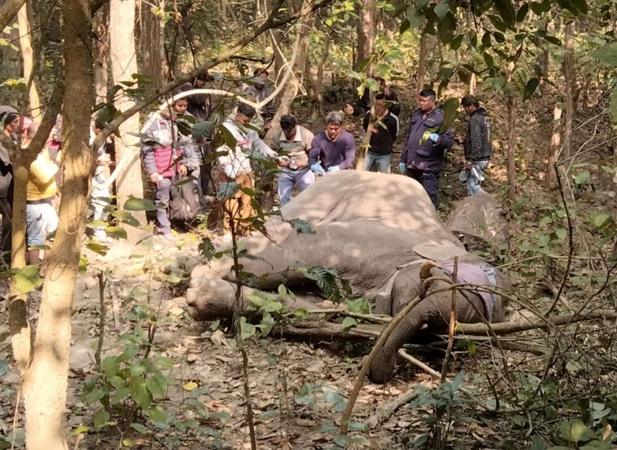 बिरामी हात्तीको जङ्गलमै उपचार