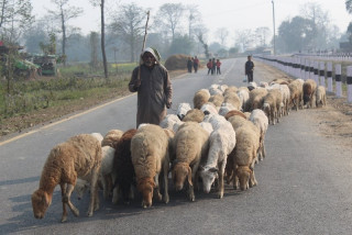 बिक्री भएन ऊन, भेडिहारको पेशा संकटमा