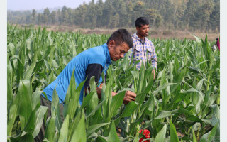 हाइब्रिड मकैको बीउ उत्पादन गर्दै हरिहरपुरगढी