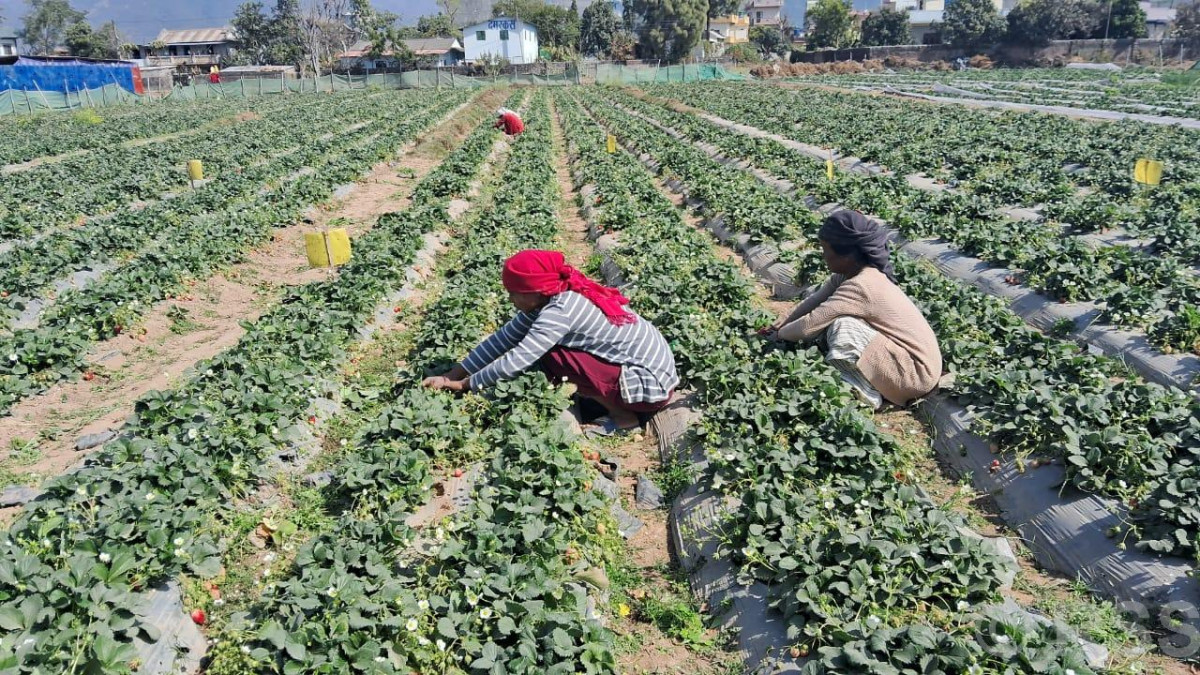 स्ट्रबेरीखेतीबाट वार्षिक रु छ लाख बचत