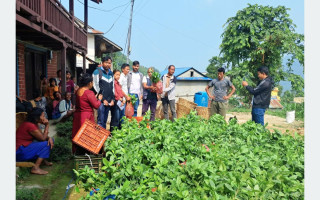 ‘जसले रोप्छ कफीको बोट, उसले पाउँछ रु २० को नोट’