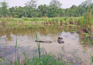 गर्मी बढेसँगै चितवन राष्ट्रिय निकुञ्जमा वन्यजन्तुलाई नहरको पानी