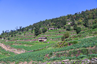 विकास पर्खाइमा मुठाचौर