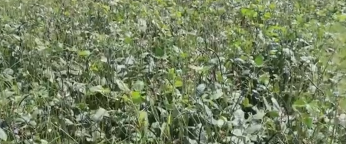 कृषि खेतिबाट किसानहरु आम्दानी गर्दै