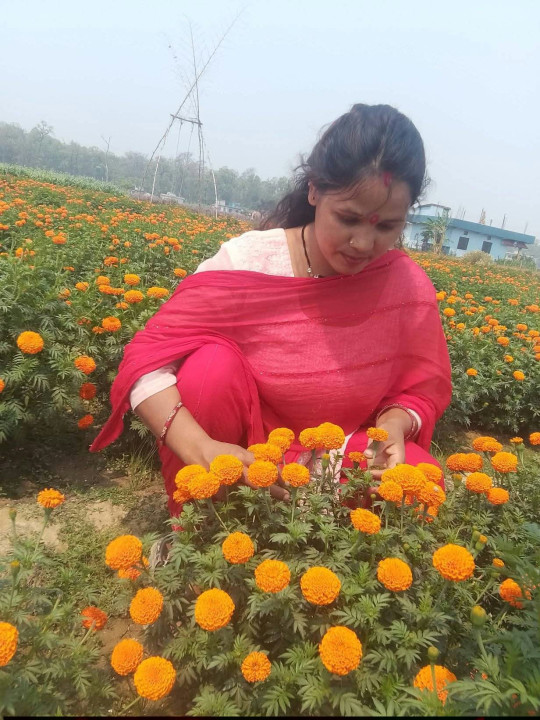 फूलखेतीबाट आत्मनिर्भर बन्दै धनगढीकी सुशीला