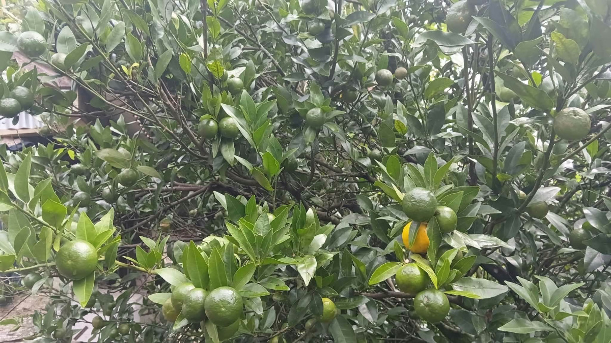 सुन्तलामा रोग लागेपछि किसान चिन्तामा