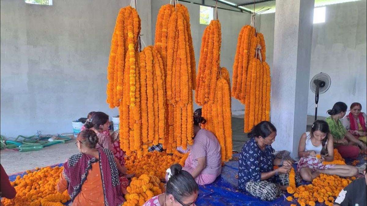 तिहारसम्म सयपत्री फूल जोगाउने चिन्तामा किसान