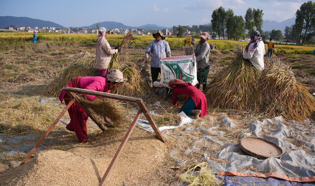 किसानलाई धान भित्र्याउन भ्याइनभ्याई