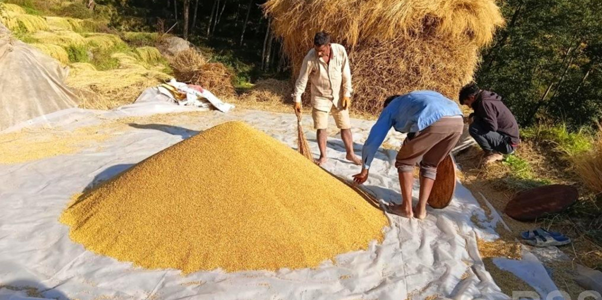 चाडपर्व मनाउन सस्तो दरमा धान बेच्दै किसान